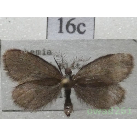 Epichnopterix plumella (Denis & Schiffermüller, 1775) Czech16c